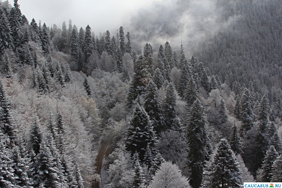 Зимний лес в Домбае.