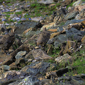 ���� �������. ����. �����