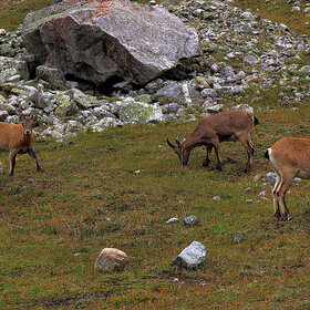 ���� �������. ����. ����