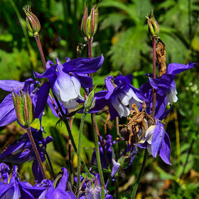 ���� �������. ������ ��-����. ���������