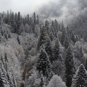 Зимний лес в Домбае.