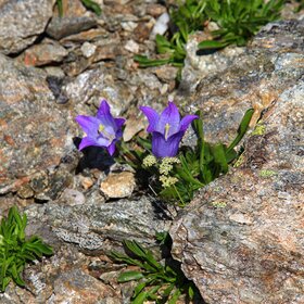 ���� �������. ������ �����. ������������.