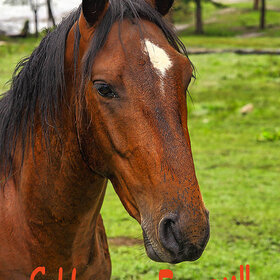 � ����� �����