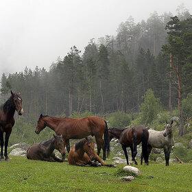 ����� ���� �������. ����