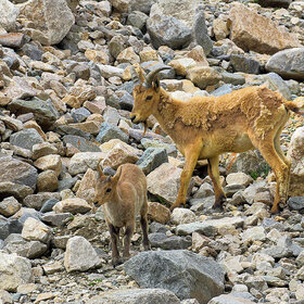 ���� �������. ����������. ����