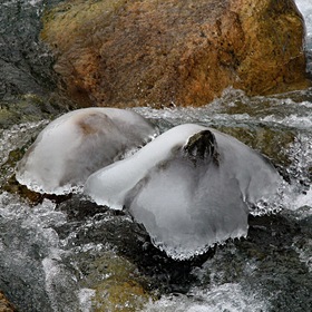 Ледяные медузы в ручье.