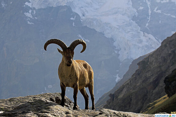 ���������� ���