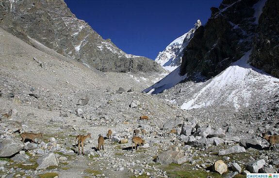 � ������ ���